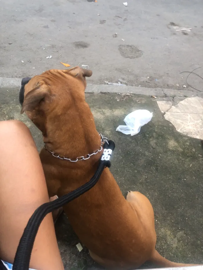 Cachorro raça Pit-Bull idade 1 ano nome Duke