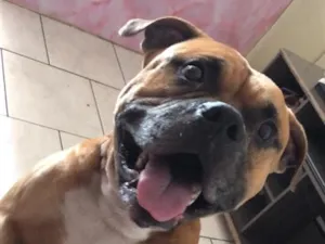 Cachorro raça Pit-Bull idade 1 ano nome Duke