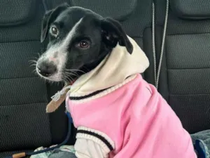 Cachorro raça SRD-ViraLata idade 2 anos nome Luna