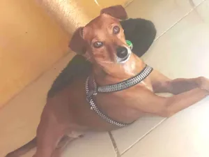 Cachorro raça SRD-ViraLata idade 2 anos nome max