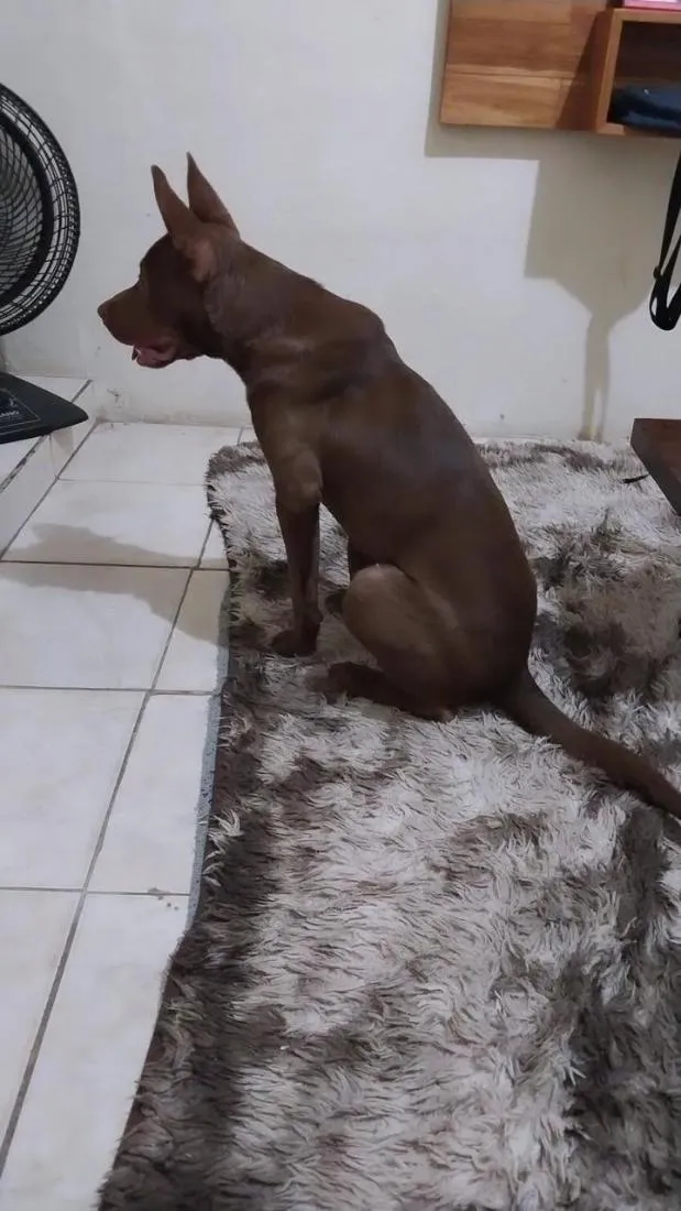 Cachorro raça SRD-ViraLata idade 3 anos nome Ragnar