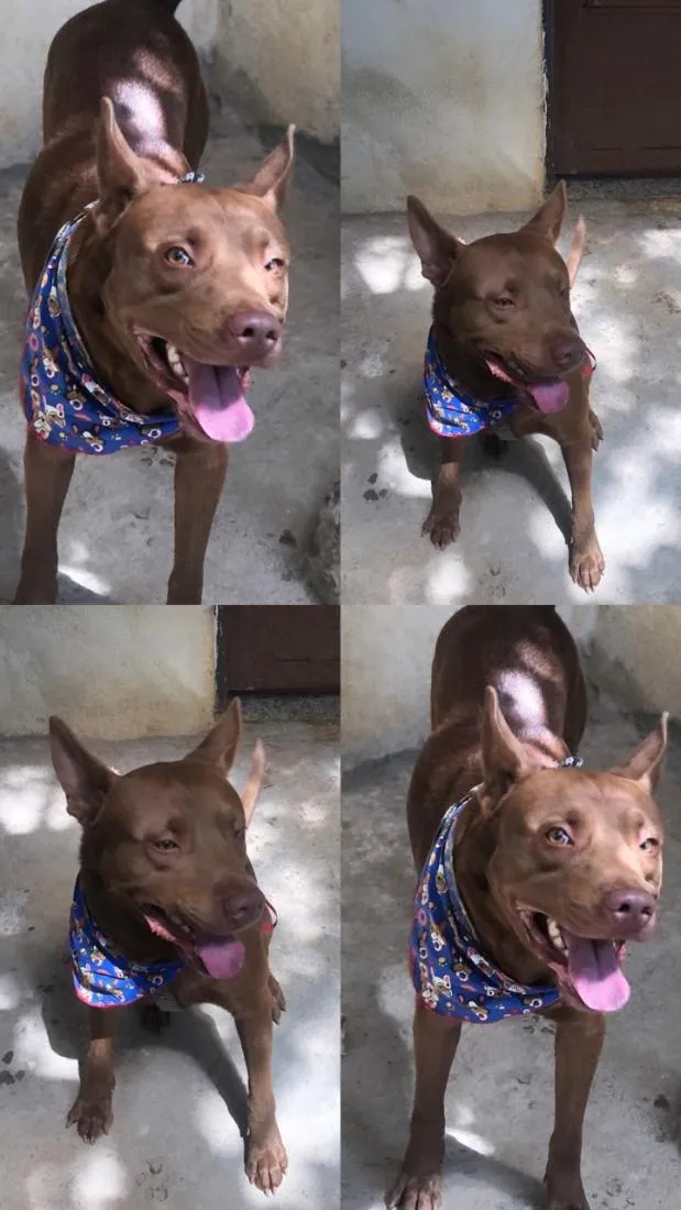 Cachorro raça SRD-ViraLata idade 3 anos nome Ragnar