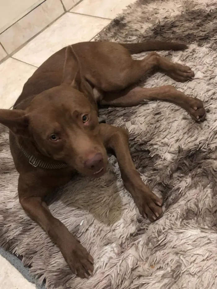 Cachorro raça SRD-ViraLata idade 3 anos nome Ragnar