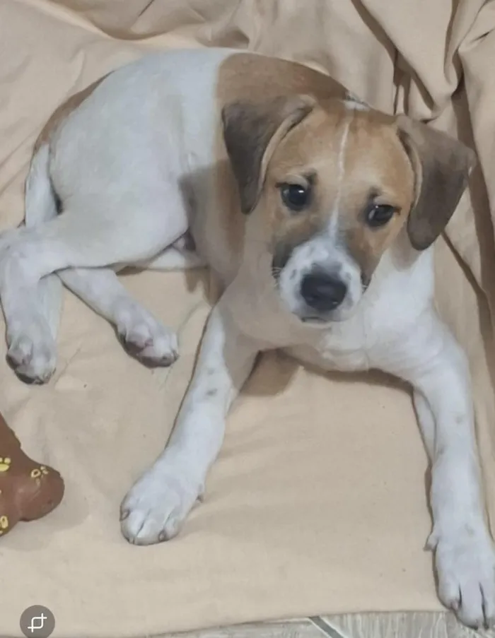 Cachorro raça SRD-ViraLata idade 2 a 6 meses nome Duke