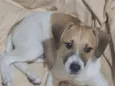 Duke