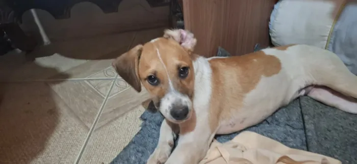 Cachorro raça SRD-ViraLata idade 2 a 6 meses nome Duke