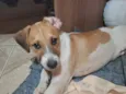 Duke