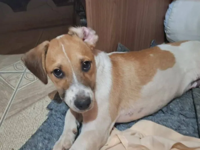 Cachorro raça SRD-ViraLata idade 2 a 6 meses nome Duke