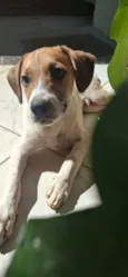 Duke