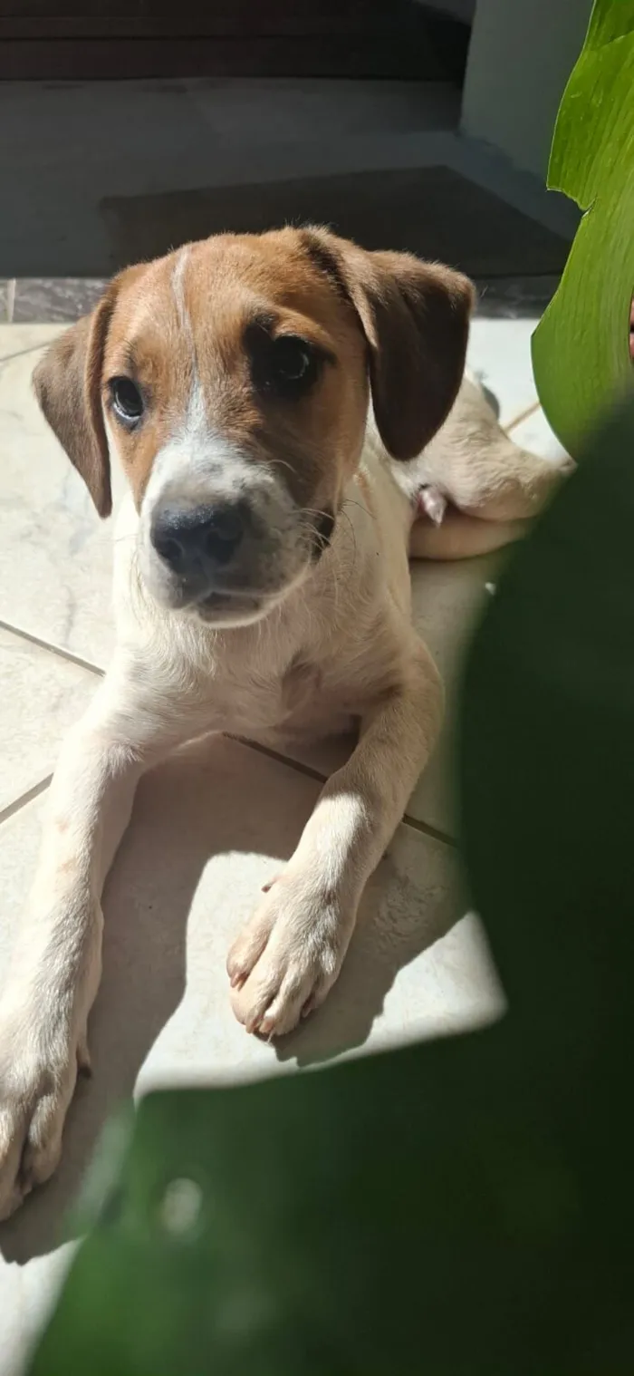 Cachorro raça SRD-ViraLata idade 2 a 6 meses nome Duke