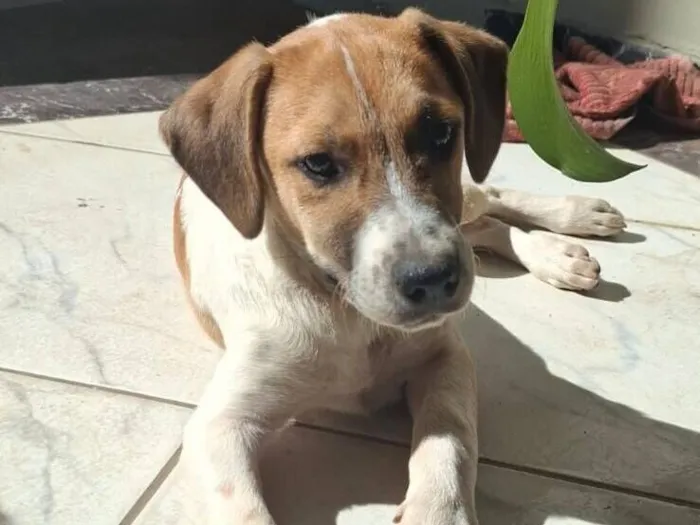 Cachorro raça SRD-ViraLata idade 2 a 6 meses nome Duke