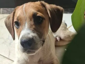 Cachorro raça SRD-ViraLata idade 2 a 6 meses nome Duke
