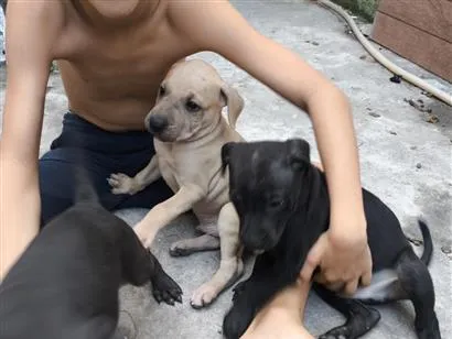 Cachorro raça SRD-ViraLata idade 2 a 6 meses nome cão 