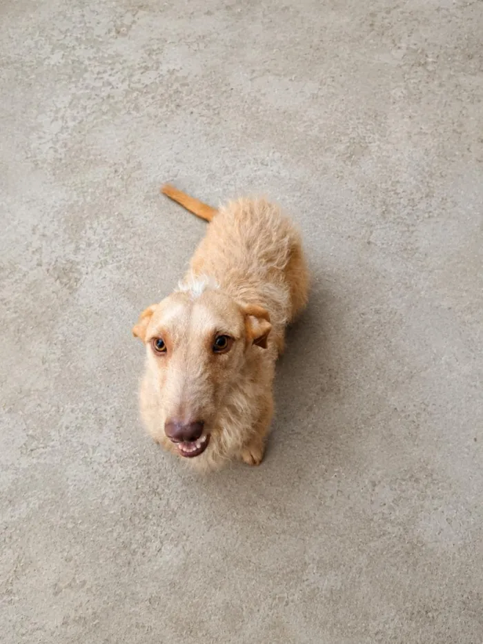 Cachorro raça SRD-ViraLata idade 1 ano nome Pandora