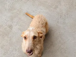 Cachorro raça SRD-ViraLata idade 1 ano nome Pandora