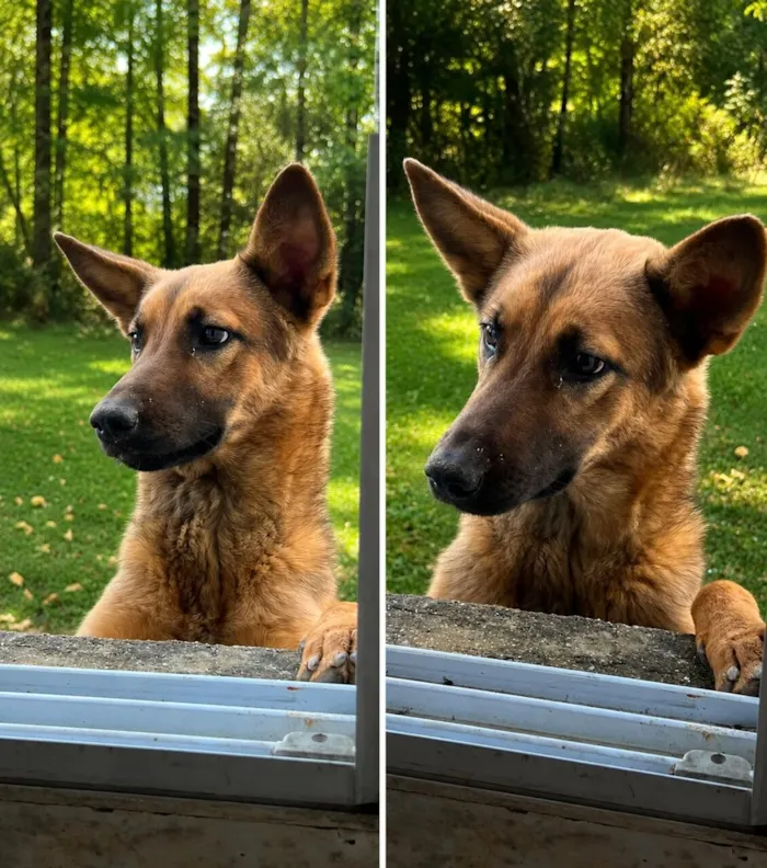Cachorro raça SRD-ViraLata idade 7 a 11 meses nome Max