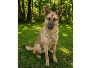 Cachorro raça SRD-ViraLata idade 7 a 11 meses nome Max