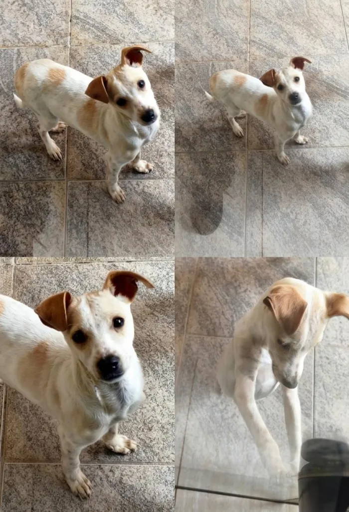 Cachorro raça SRD-ViraLata idade 7 a 11 meses nome Floco