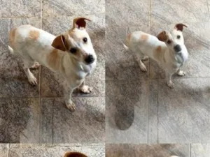 Cachorro raça SRD-ViraLata idade 7 a 11 meses nome Floco