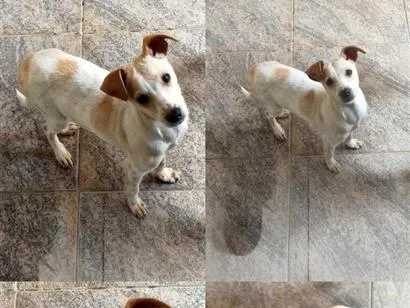 Cachorro raça SRD-ViraLata idade 7 a 11 meses nome Floco