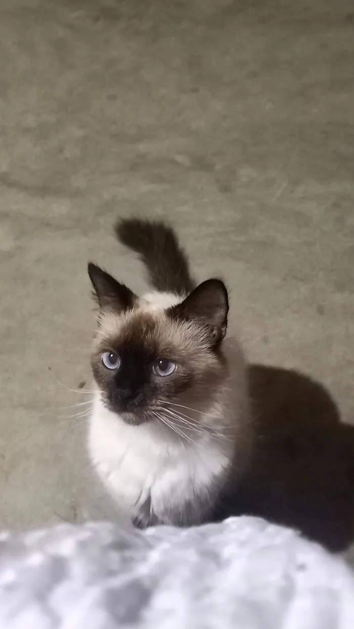 Gato raça SRD-ViraLata idade 2 anos nome appa