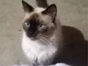 Gato raça SRD-ViraLata idade 2 anos nome appa
