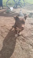 layo