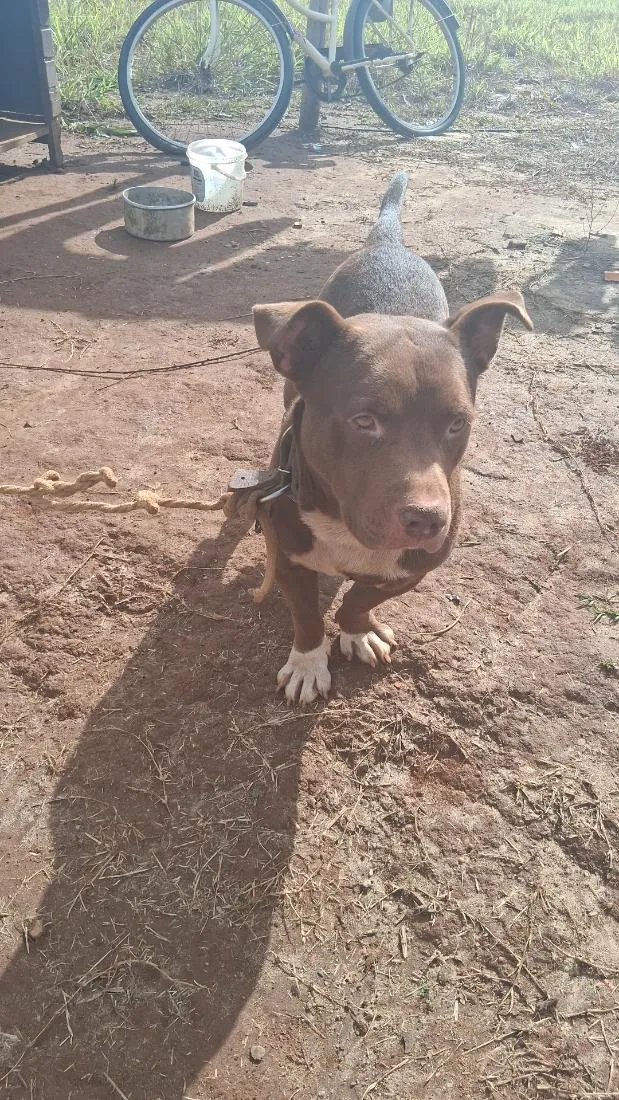 Cachorro raça SRD-ViraLata idade 1 ano nome layo