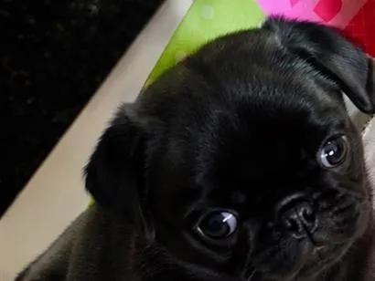 Cachorro raça Poodle idade Abaixo de 2 meses nome Bidu