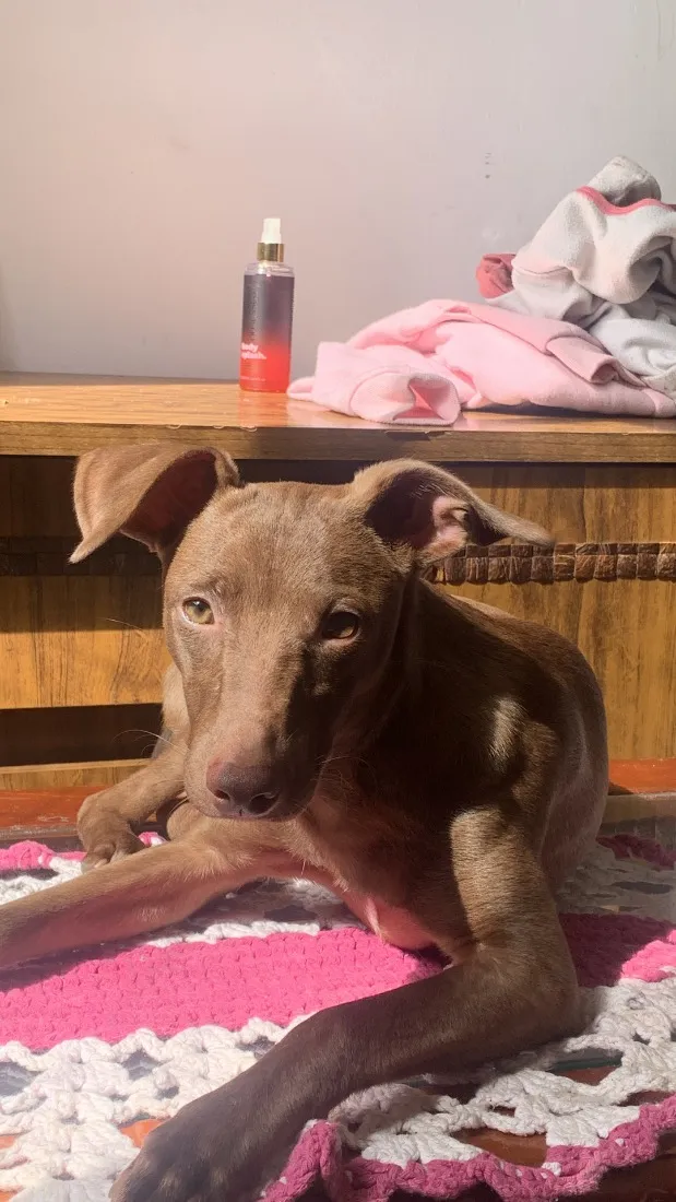 Cachorro raça SRD-ViraLata idade 7 a 11 meses nome Ted 