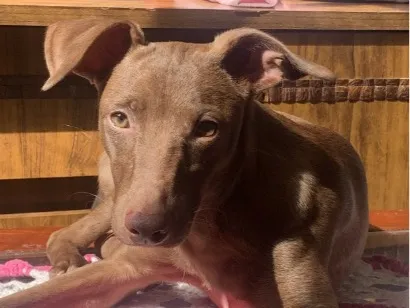 Cachorro raça SRD-ViraLata idade 7 a 11 meses nome Ted 