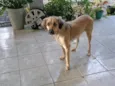 Maia
