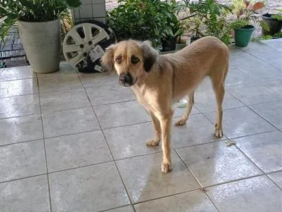 Cachorro raça SRD-ViraLata idade 1 ano nome Maia