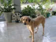 Maia