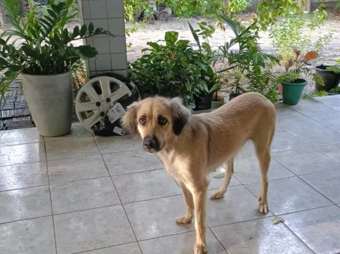 Cachorro raça SRD-ViraLata idade 1 ano nome Maia