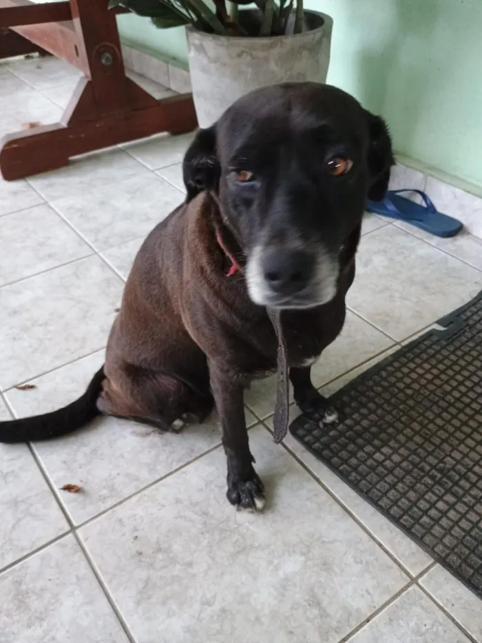 Cachorro raça SRD-ViraLata idade 6 ou mais anos nome Nate