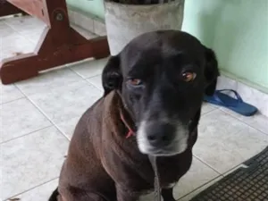 Cachorro raça SRD-ViraLata idade 6 ou mais anos nome Nate