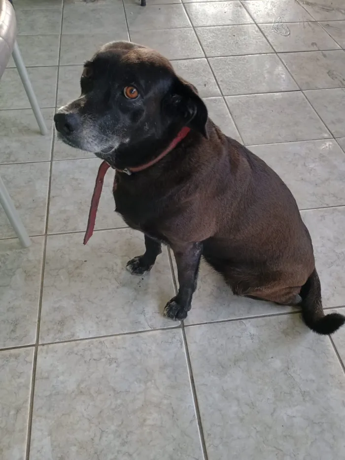 Cachorro raça SRD-ViraLata idade 6 ou mais anos nome Nate