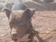 layo