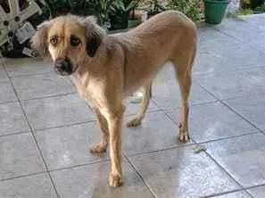 Cachorro raça SRD-ViraLata idade 1 ano nome Maia
