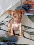 cachorrinha