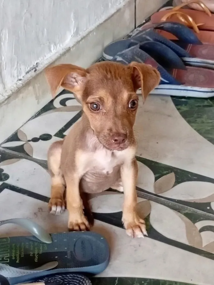 Cachorro raça SRD-ViraLata idade 2 a 6 meses nome cachorrinha