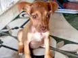 cachorrinha