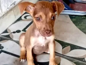 Cachorro raça SRD-ViraLata idade 2 a 6 meses nome cachorrinha