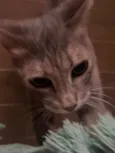 Mel