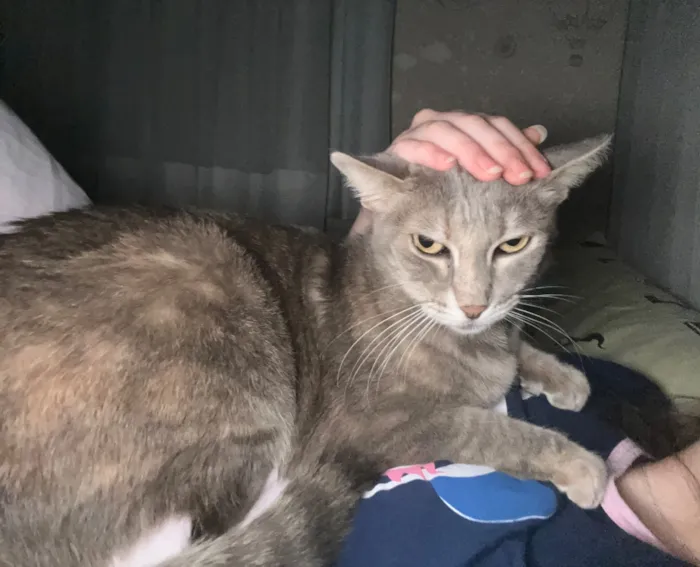 Gato raça SRD-ViraLata idade 5 anos nome Mel