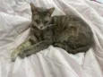 Mel
