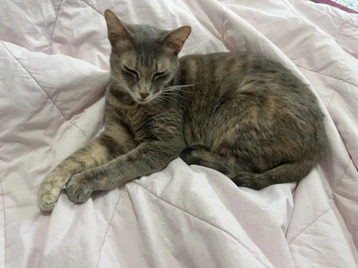 Gato raça SRD-ViraLata idade 5 anos nome Mel