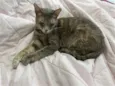 Mel