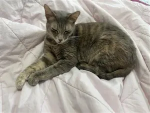 Gato raça SRD-ViraLata idade 5 anos nome Mel